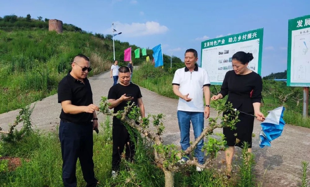 岳池萬(wàn)畝藤椒基地迎來(lái)臺(tái)灣客商
